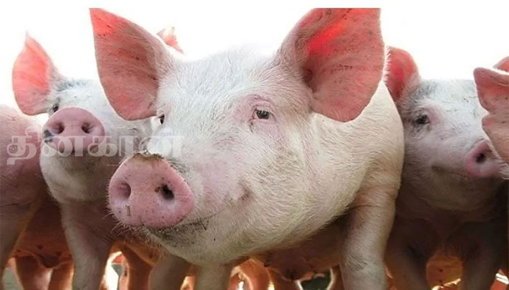 ஆபிரிக்க பன்றிக் காய்ச்சலால் உயிரிழந்த காட்டுப் பன்றிகள்!