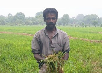 நெற்செய்கையை அழித்து வரும் யானைகள்; விவசாயிகள் கவலை.!