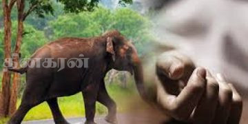 காட்டு யானை தாக்கி ஒருவர் உயிரிழப்பு.!