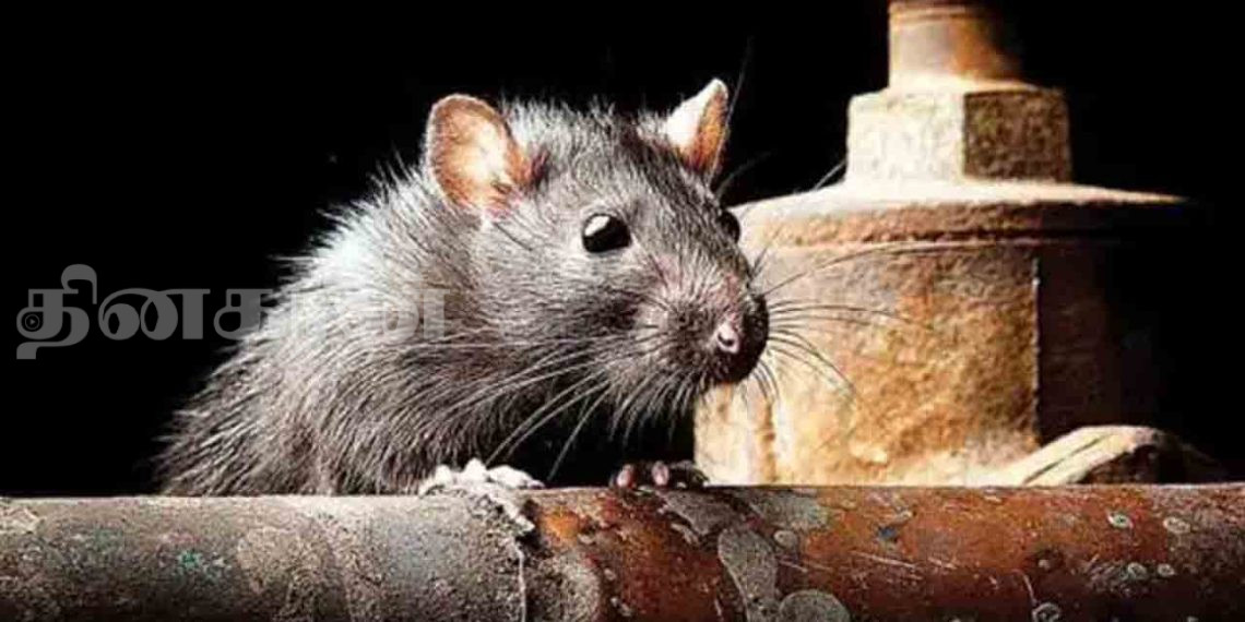 வவுனியாவில் 41 பேருக்கு எலிக்காய்ச்சல்!