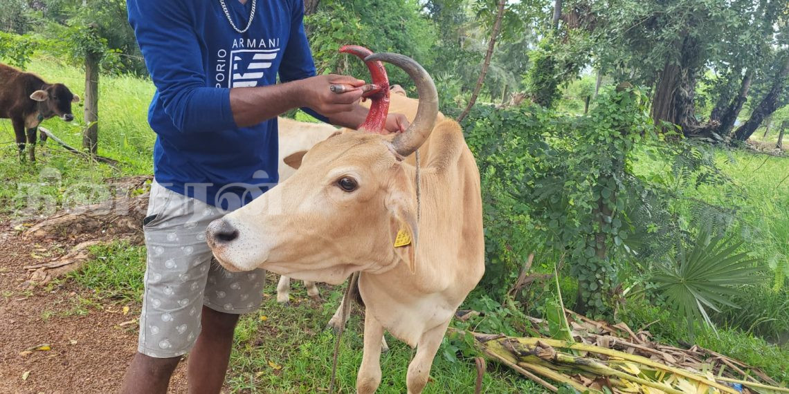வாழ்வாதாரத்திற்கு உறுதுணையாக விளங்கும் கால்நடைகளுக்கு பொங்கல்!
