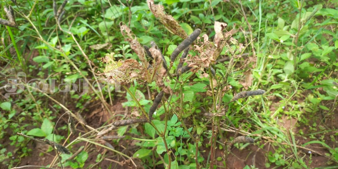 வவுனியாவில் உளுந்து செய்கை முற்றாக அழிவு: விவசாயிகள் கவலை!