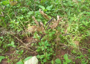 வவுனியாவில் உளுந்து செய்கை முற்றாக அழிவு: விவசாயிகள் கவலை!