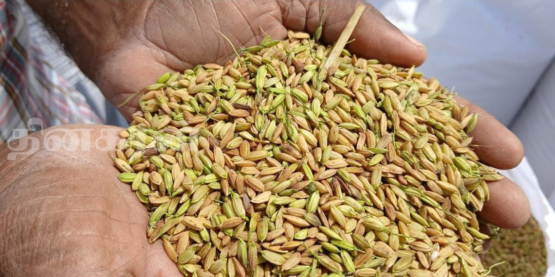 முதிர்வடையாத நிலையில் நெல் அறுவடை செய்யும் விவசாயிகள்.!