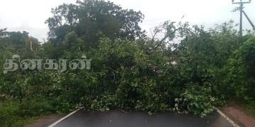 பாரிய மரமொன்று முறிந்து வீழ்ந்ததால் போக்குவரத்து பாதிப்பு.!