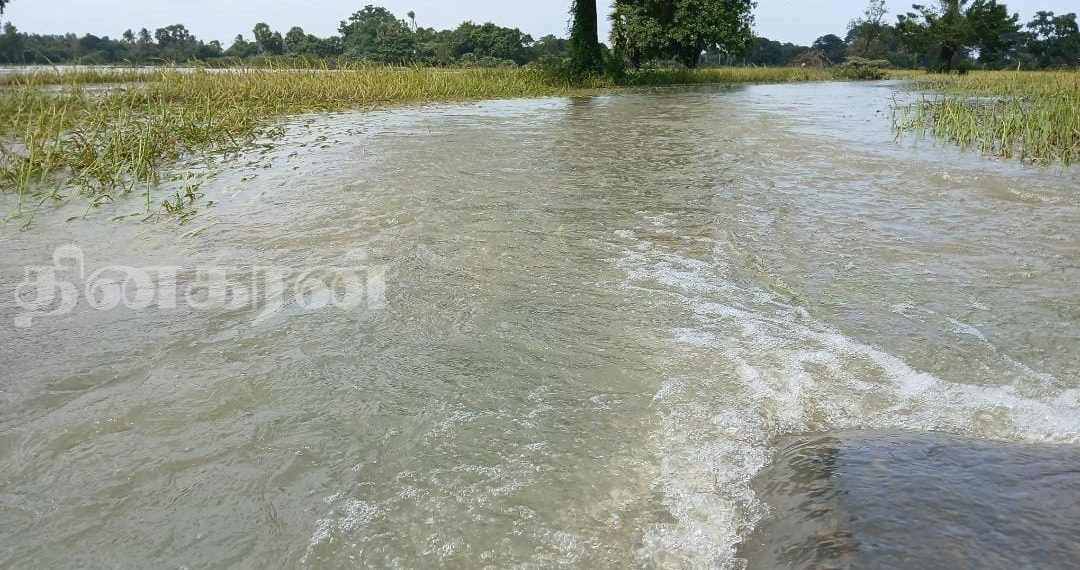 முற்று முழுதாக நீரில் மூழ்கிய நெல் வயல்கள்.!
