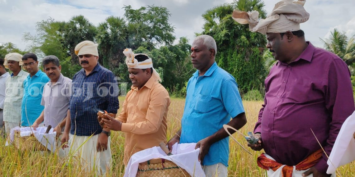 வவுனியாவில் பாரம்பரிய முறைப்படி நெல் அறுவடை நிகழ்வு.!