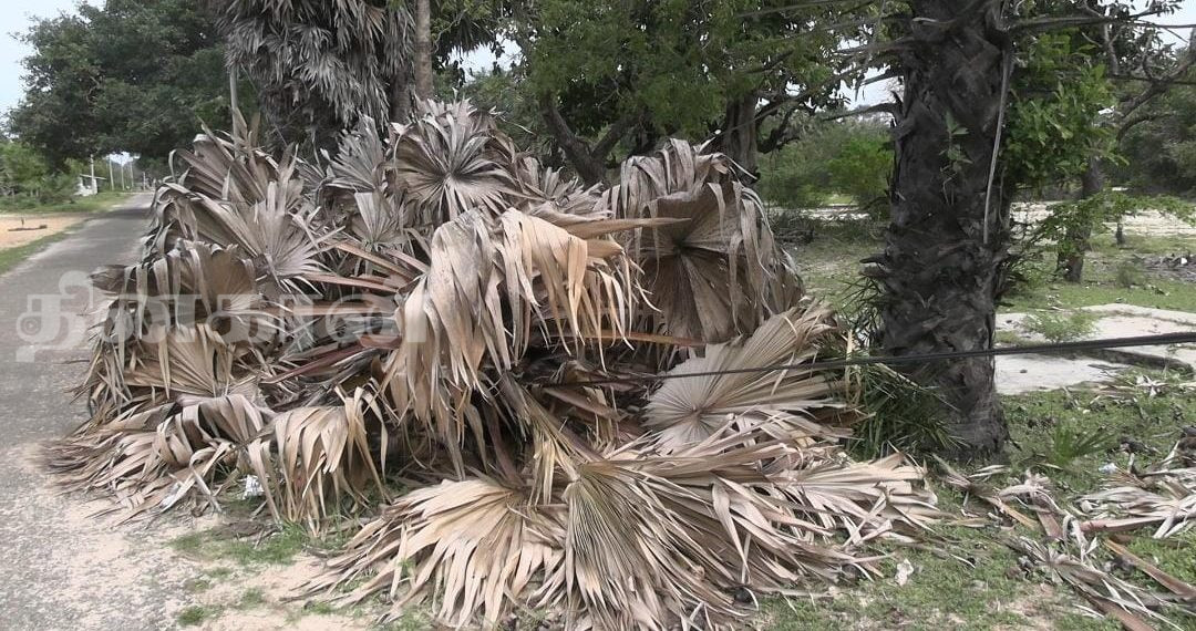 ரெலிகொம் வயர் மீது முறிந்து விழுந்துள்ள பனை மரம்.!