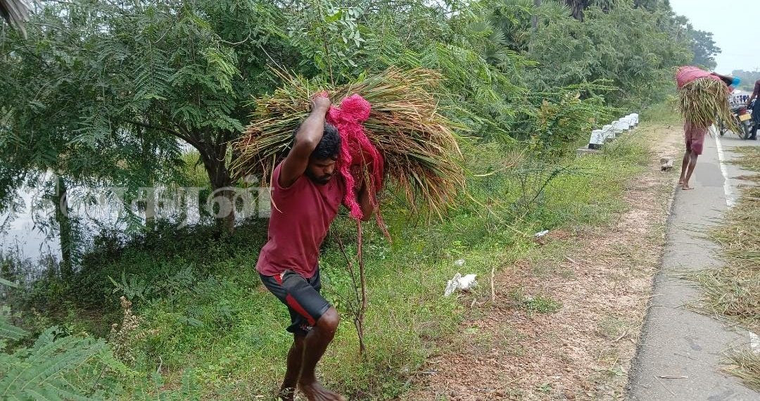 கைகளினால் நெல் அறுவடை செய்யும் விவசாயிகள்.!