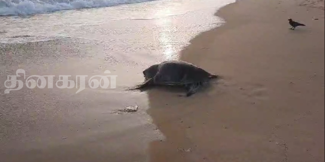 வடமராட்சி கிழக்குக் கடலில் கரையொதுங்கும் ஆமைகள்.!