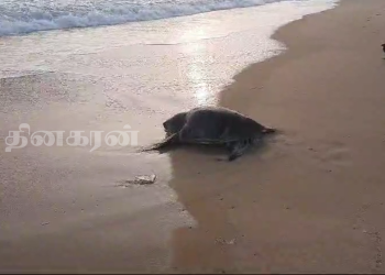 வடமராட்சி கிழக்குக் கடலில் கரையொதுங்கும் ஆமைகள்.!