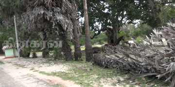 வத்திராயனில் பல நாட்களாக ரெலிகொம் வயர் மீது விழுந்து காணப்படும் பனை மரம்!