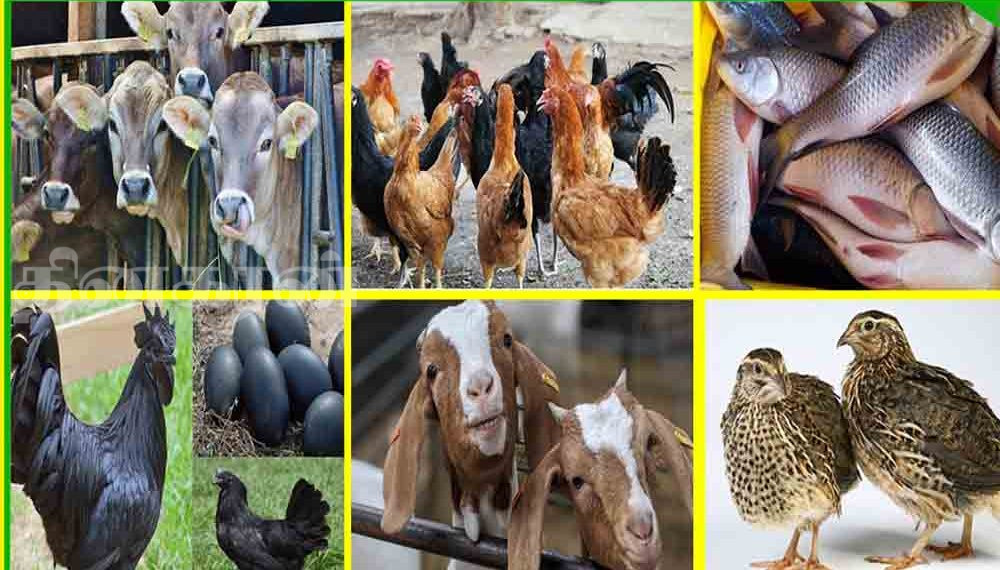 கால்நடை வைத்திய அலுவலகங்களில் மருந்துகளை 10 சதவீதம் குறைவாகப் பெற்றுக் கொள்ள முடியும்!