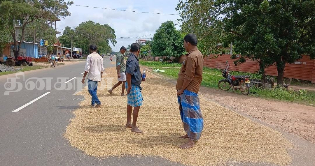 நெல்லுக்கான நிர்ணய விலை தீர்மானிக்கப்படவில்லை; விவசாயிகள் கவலை.!