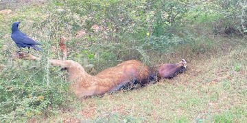 மேய்ச்சல் தரை இன்றி இறந்து போகும் கால்நடைகள்.!