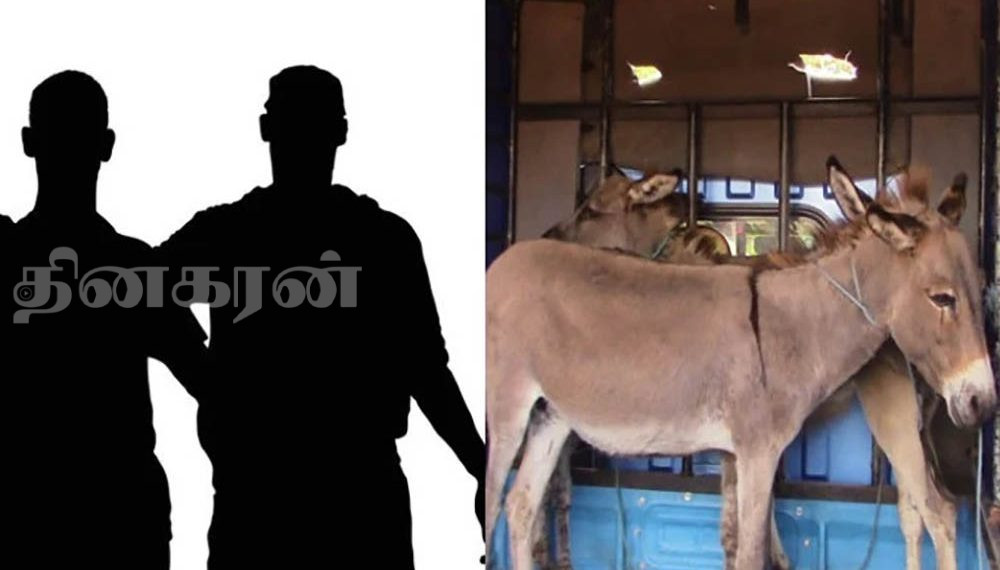 6 கழுதைகளுடன் இருவரை கைது செய்த நுரைச்சோலை பொலிஸார்!