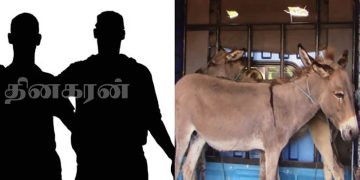 6 கழுதைகளுடன் இருவரை கைது செய்த நுரைச்சோலை பொலிஸார்!
