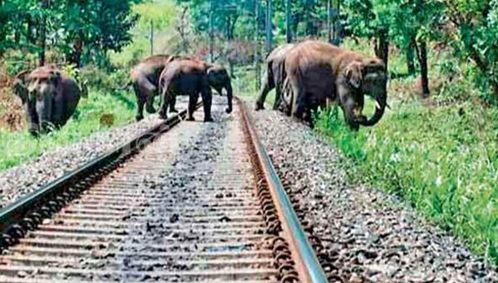 காட்டு யானைகள் ரயில்களில் மோதுவதைத் தடுக்க பல தீர்மானங்கள்!