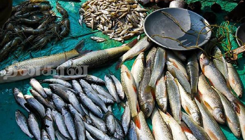 நீண்ட காலங்களுக்குப் பிறகு சடுதியாக குறைந்துள்ள மீனின் விலை!