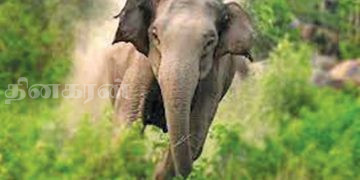 காட்டு யானை தாக்கி ஒருவர் உயிரிழப்பு.!