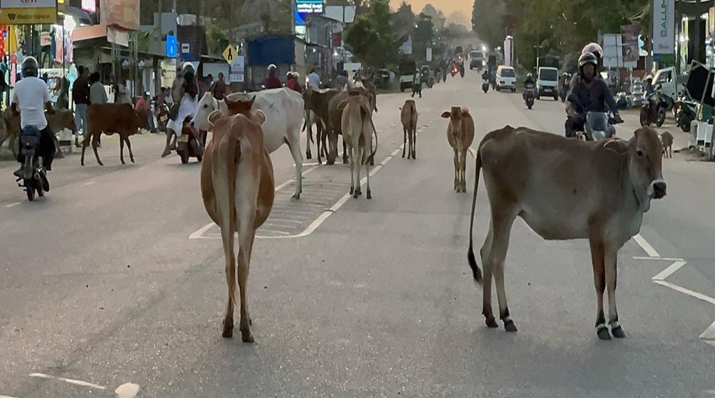 கால்நடைகளால் போக்குவரத்துக்கு இடையூறு; கட்டுப்படுத்தத் தவறும் பிரதேச சபை.!