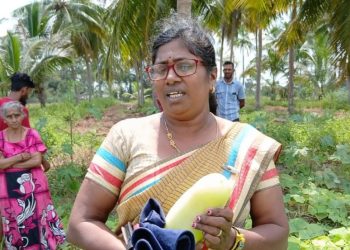 கெக்கரி வயல் அறுவடை விழா.!