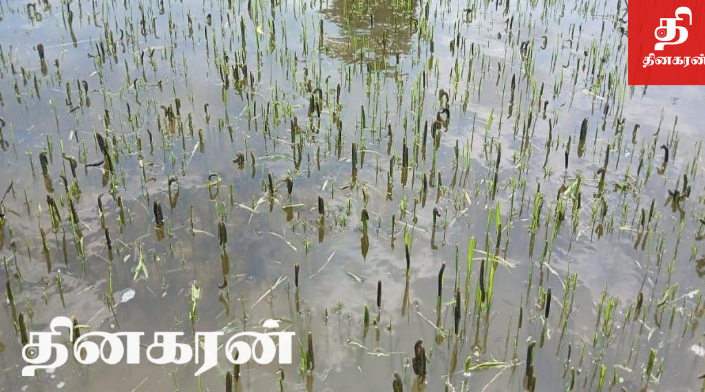 சிறுபோக செய்கையில் அறக்கொட்டியான் புழுத்தாக்கம்; விவசாயிகள் பாதிப்பு.!