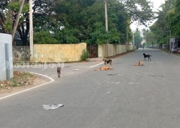 சங்கானை வைத்தியசாலை சூழலில் நாய்த்தொல்லை அதிகரிப்பு – அச்சத்தில் நோயாளர்கள்!