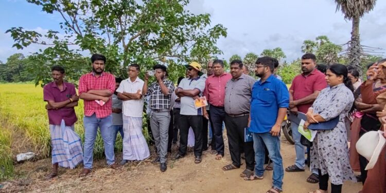 களை நெல்லினை கட்டுப்படுத்துவது தொடர்பாக விவசாயிகளுக்கு விளக்கமளிக்கும் நிகழ்வு.!