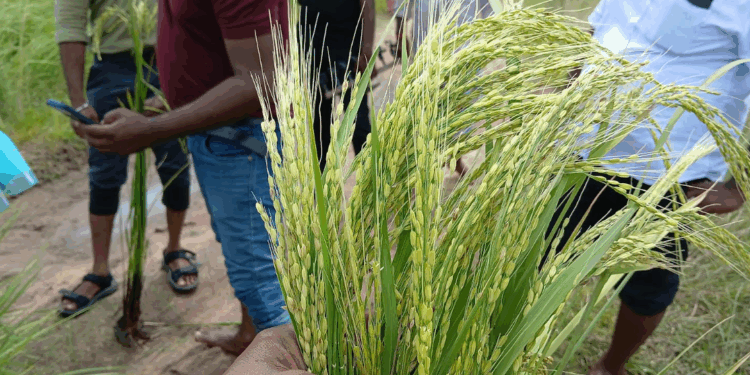 சிறுபோக செய்கையில் பன்றி நெல் தாக்கம் ஏற்பட்டுள்ளது!