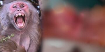 பெண்களை கடித்துக் குதறிய குரங்குக் கூட்டம்..!