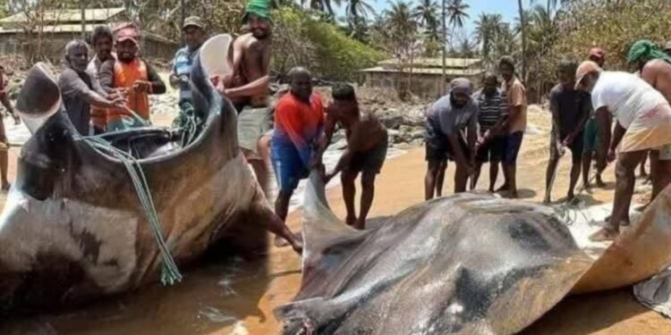 மீனவர்களிடம் சிக்கிய இராட்சத திருக்கை.!