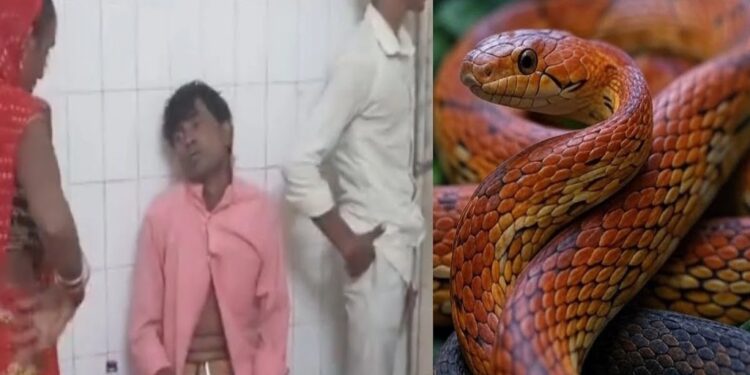 மது போதையில் பாம்பை உயிருடன் விழுங்கிய நபர்!