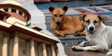 தெரு நாய்கள் தொடர்பில் நீதிமன்றம் விடுத்த உத்தரவு..!
