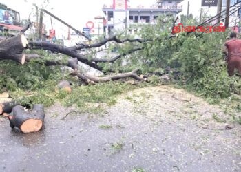 வீதிக்கு குறுக்கே முறிந்து விழுந்த மரம்; போக்குவரத்து பாதிப்பு.!