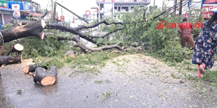 வீதிக்கு குறுக்கே முறிந்து விழுந்த மரம்; போக்குவரத்து பாதிப்பு.!