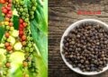 மிளகு விலை சடுதியாக அதிகரிப்பு!