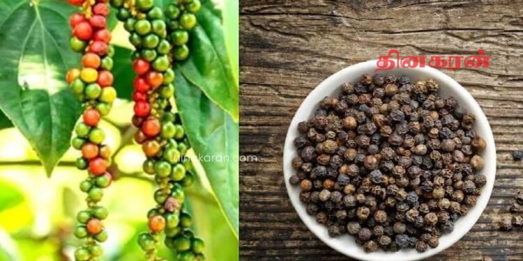 மிளகு விலை சடுதியாக அதிகரிப்பு!