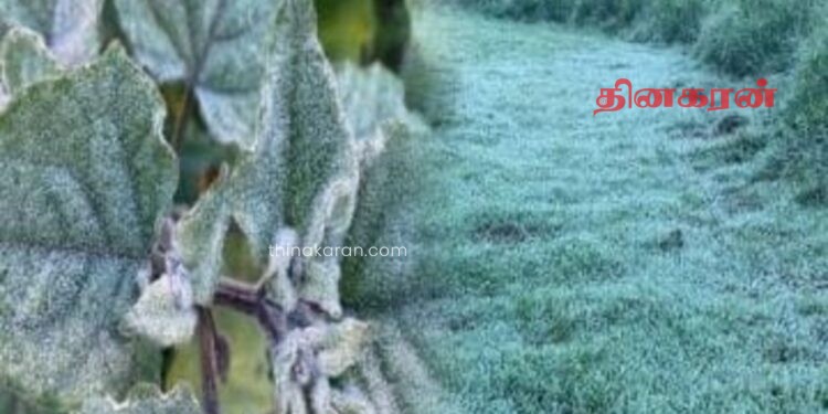 நுவரெலியாவில் உறைபனி பொழிவு : கவலை வெளியிட்ட மக்கள்.!