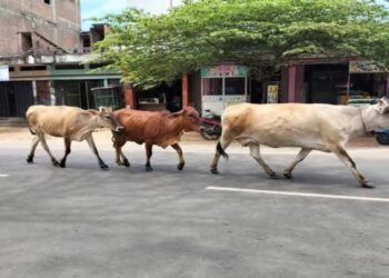 கட்டாக்காலி கால்நடைகளைக் கட்டுப்படுத்த சம்மாந்துறை பிரதேச சபை நடவடிக்கை.!