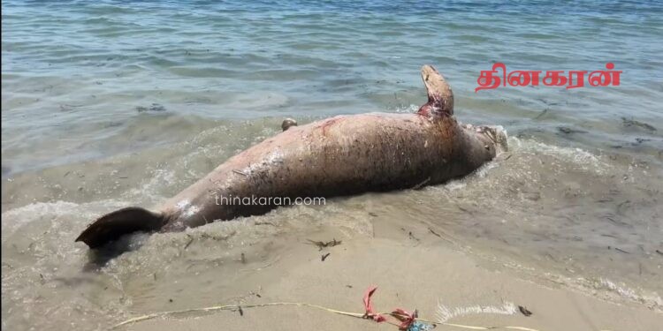 மன்னார் வளைகுடா கடலில் இறந்த நிலையில் கரை ஒதுங்கிய அரிய வகை கடல் வாழ் உயிரினம்.!