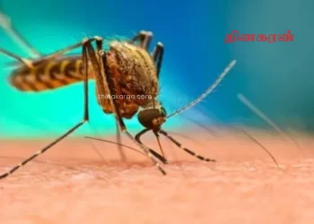 அதிவேகமாக உயரும் டெங்கு நோயாளர்களின் எண்ணிக்கை