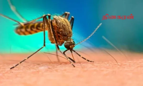 அதிவேகமாக உயரும் டெங்கு நோயாளர்களின் எண்ணிக்கை