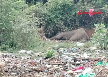 குப்பை மேட்டில் பரிதாபமாக உயிரிழந்த யானை ; வாழைச்சேனையில் சோகம்!