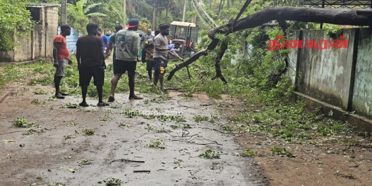 சீரற்ற காலநிலையால் வீதிக்கு குறுக்கே முறிந்து விழுந்த வேம்பு.!