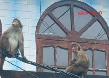 மஸ்கெலியாவில் குரங்குகளின் தொல்லை அதிகரிப்பு.!