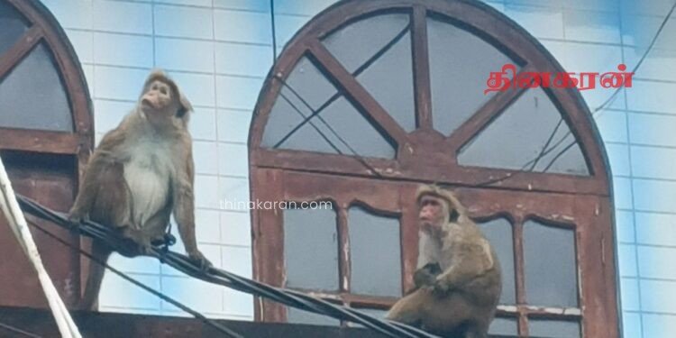 மஸ்கெலியாவில் குரங்குகளின் தொல்லை அதிகரிப்பு.!
