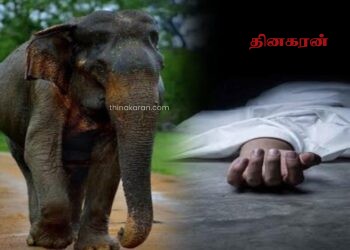 காட்டு யானை தாக்கி தந்தை, மகள் உயிரிழப்பு.!