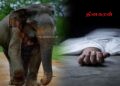 யானை தாக்கி விவசாயி ஒருவர் உயிரிழப்பு.!