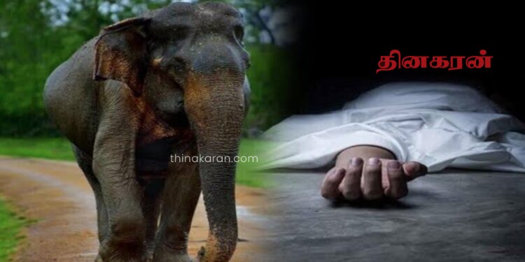 காட்டு யானை தாக்கி ஒருவர் உயிரிழப்பு.!